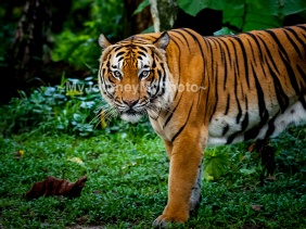The Malayan tiger