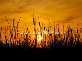 Wild grass silhouette against golden hour sky during sunset