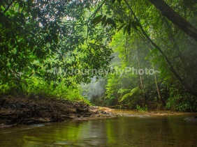 A stream in a tropical rainforest