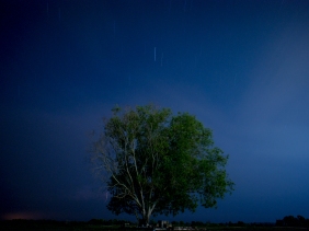 Tree and stars