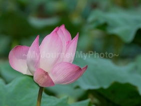 A lotus flower (Nelumbo nucifera). Nikon D7100 + Nikkor AF-S 300mm f/4